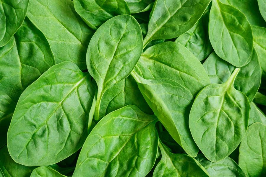 fresh-spinach
